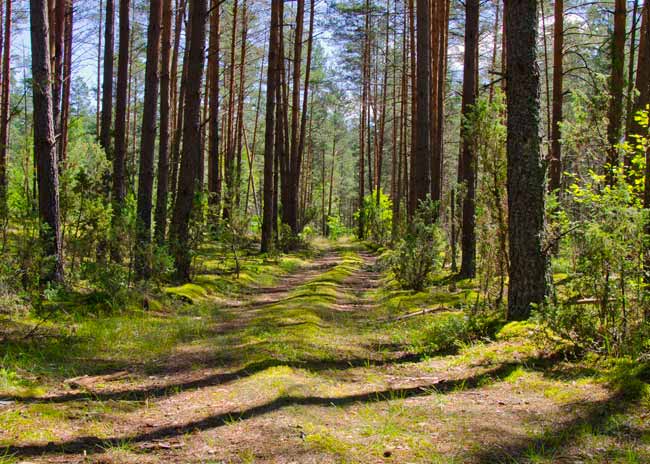 zervynos-lithuania-forest-trail