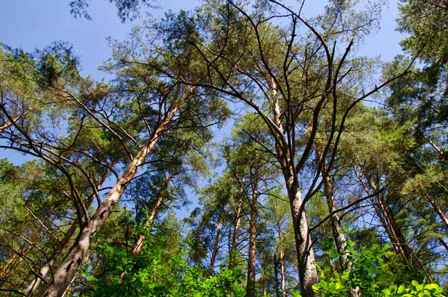 zervynos-lithuania-trees