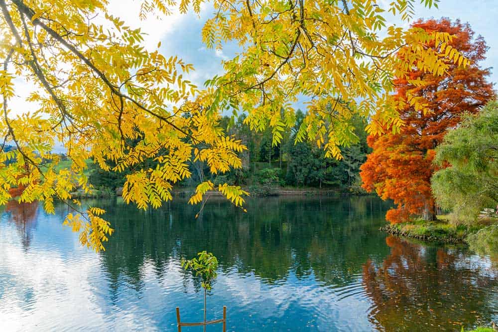 Autumn at Lake McLaren