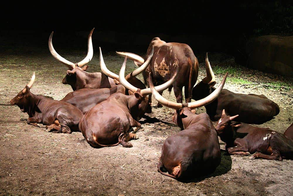 Buffalo @ Singapore Night Safari