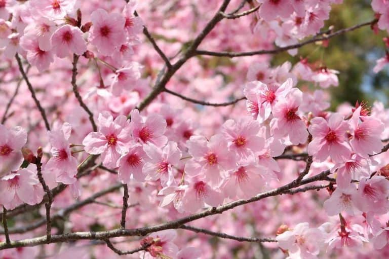 cherry blossoms in osaka