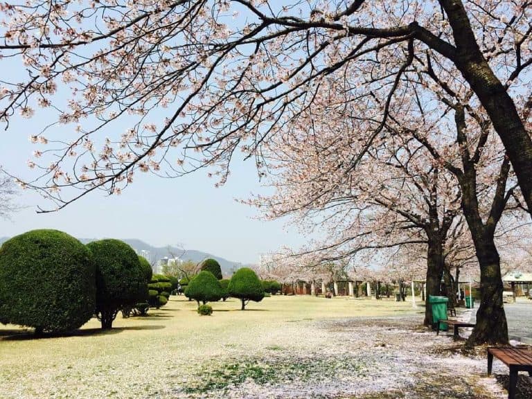 Cherry Blossoms in Seoul