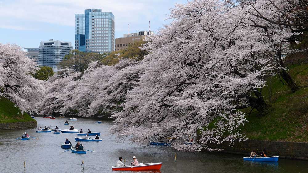 Cherry Blossoms in Tokyo, Japan