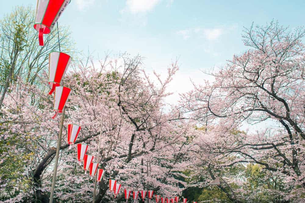 Cherry Blossom in Ueno Park