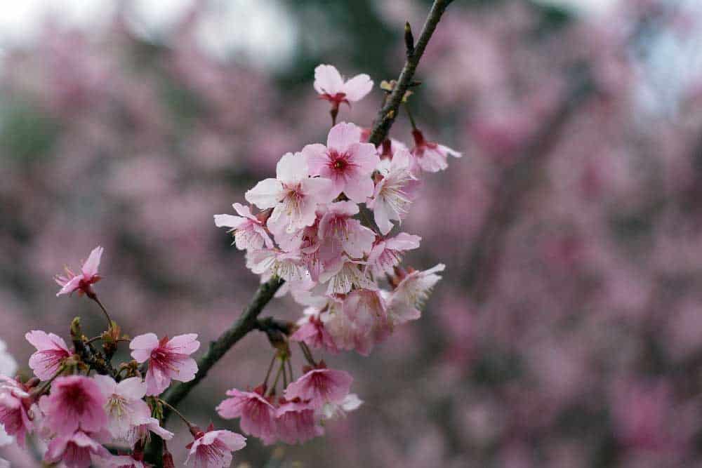 Cherry Blossoms in Wulai