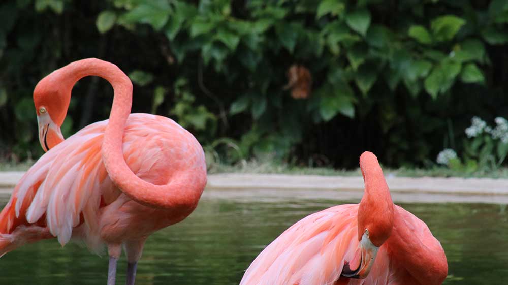 Flamingos at Nashville Zoo