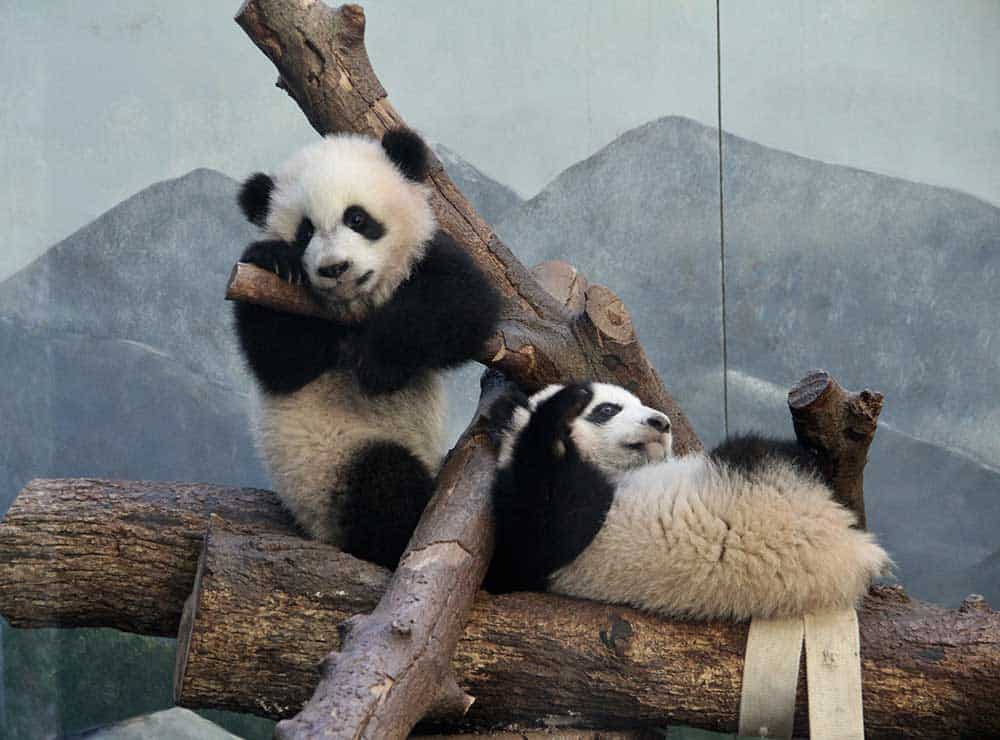 Giant Pandas at Zoo Atlanta