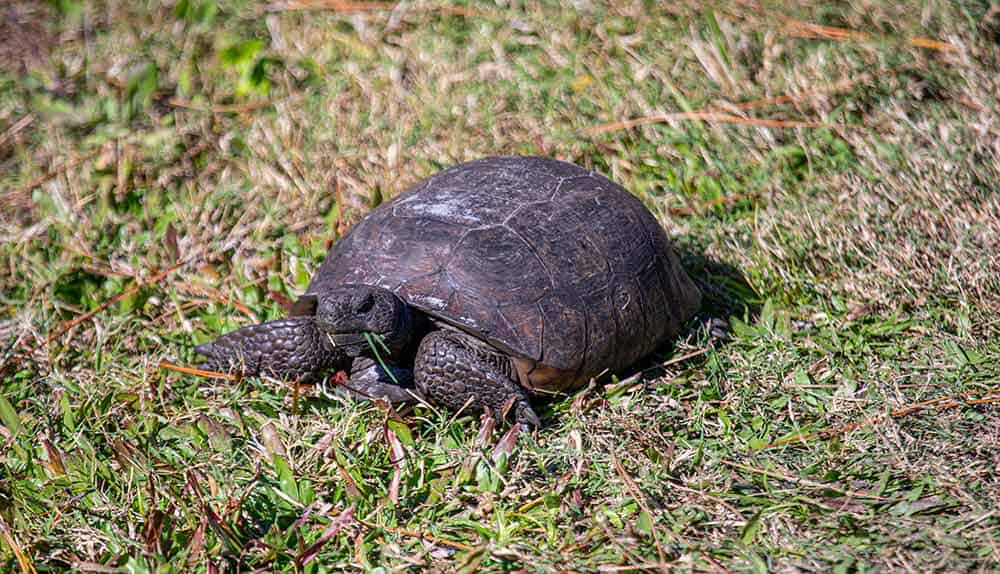 Tortoise in Honeymoon Island State Park