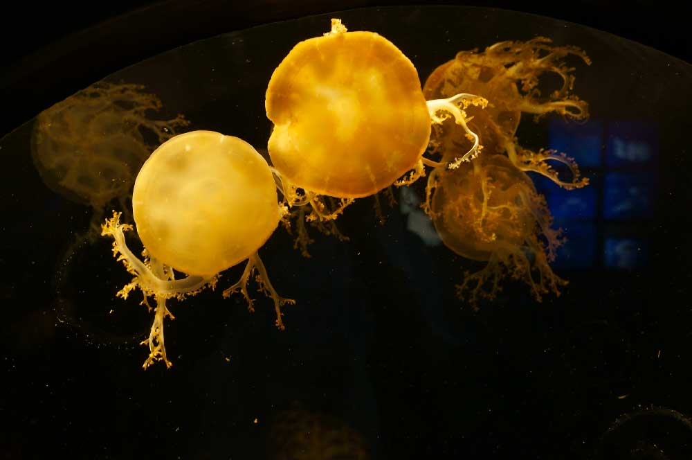 Jellyfish Osaka Aquarium
