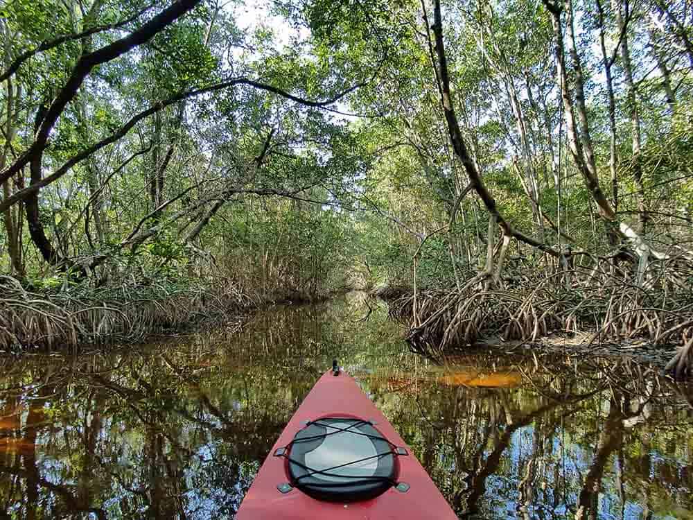 Mangrove Kayak Trail