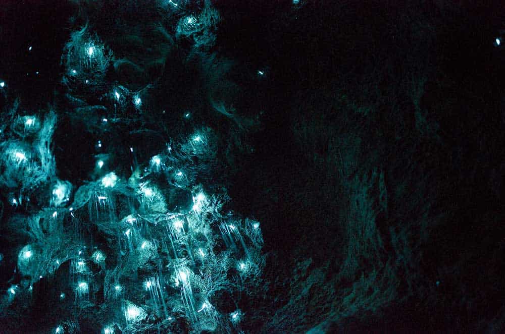 New Zealand Glowworms