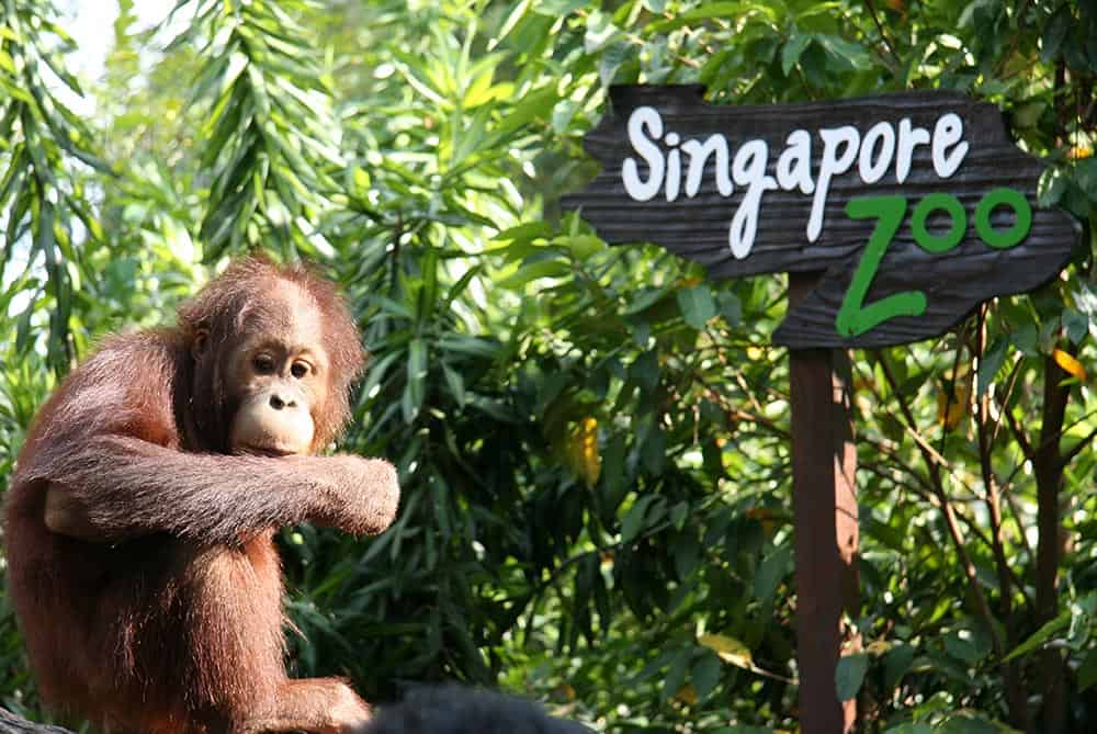 Orangutan at Singapore Zoo