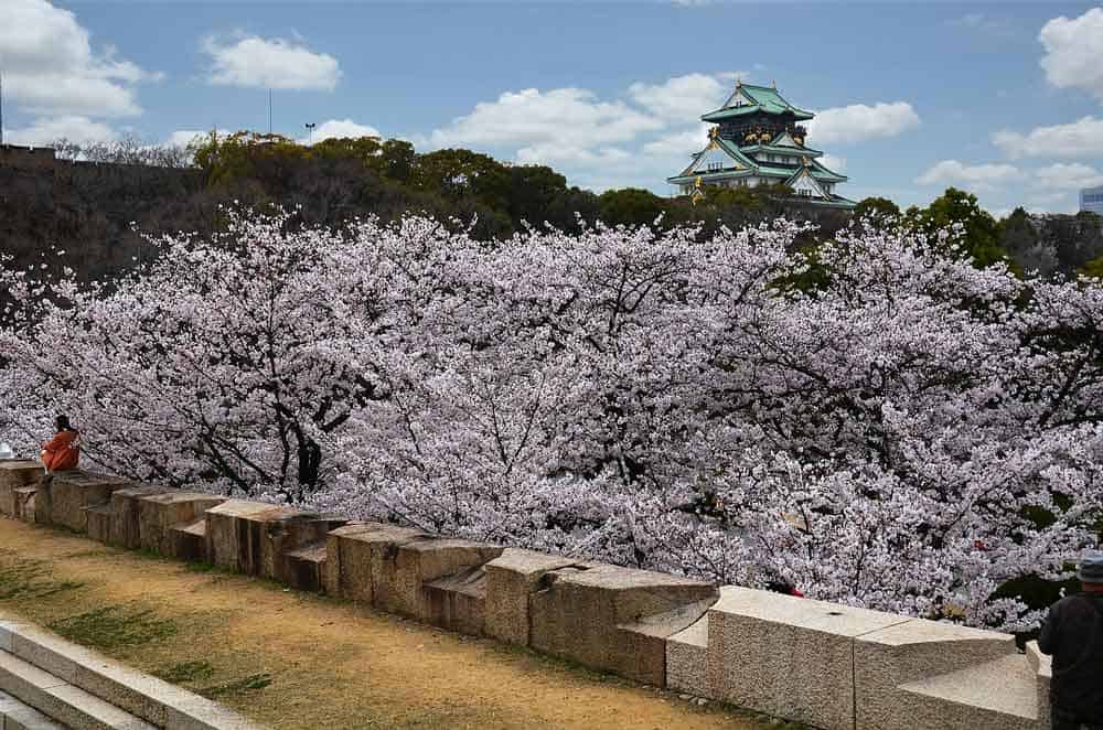Osaka Castle cherry blossoms