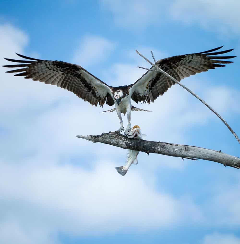 Osprey at Lovers Key State Park