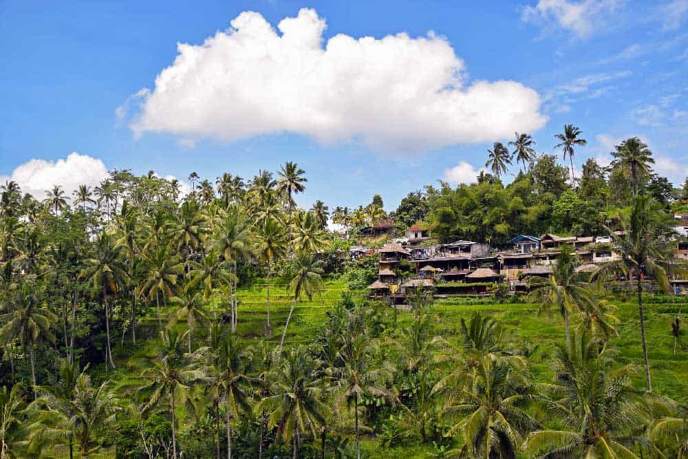 Rice Terraces Ubud Bali