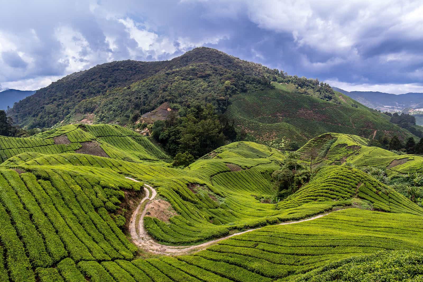 Rolling Hills of the Cameron Highlands, Malaysia