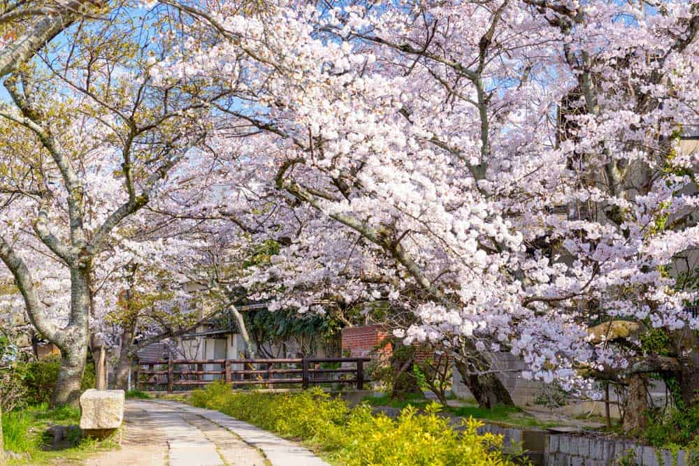 Sakura Philosopher's Walk Kyoto