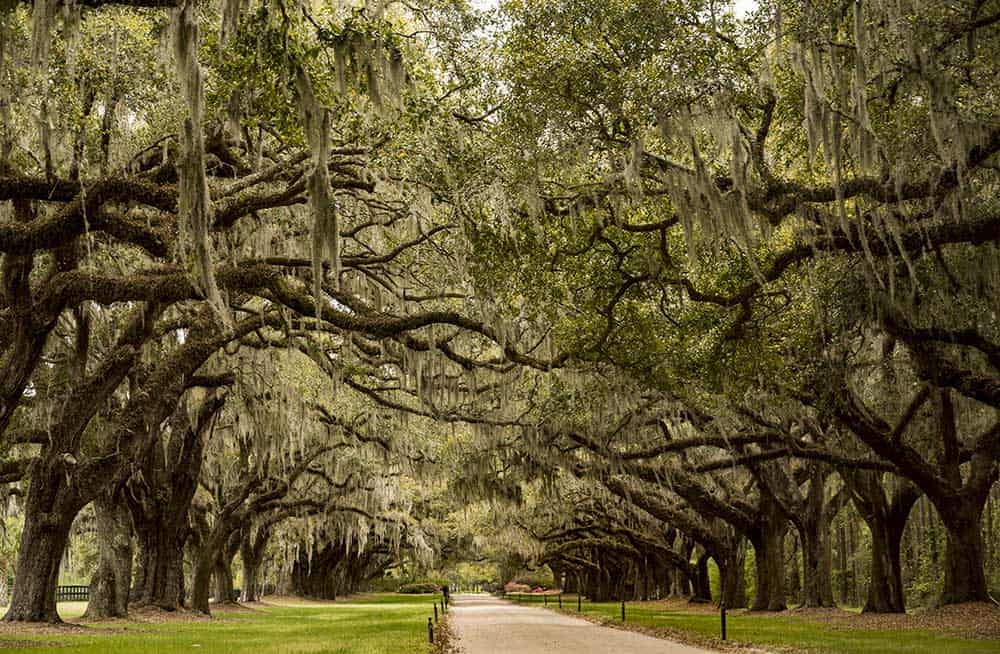 A South Carolina Travel Guide – Discover the Palmetto State’s Rich History and Natural Beauty – Capital Vacations