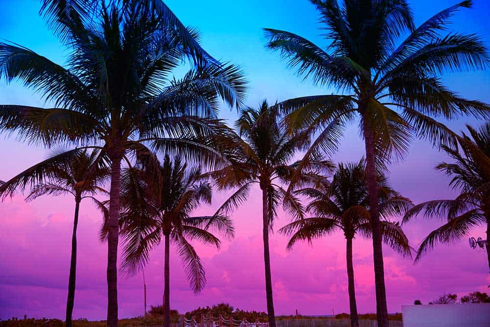 Sunset and Palm Trees
