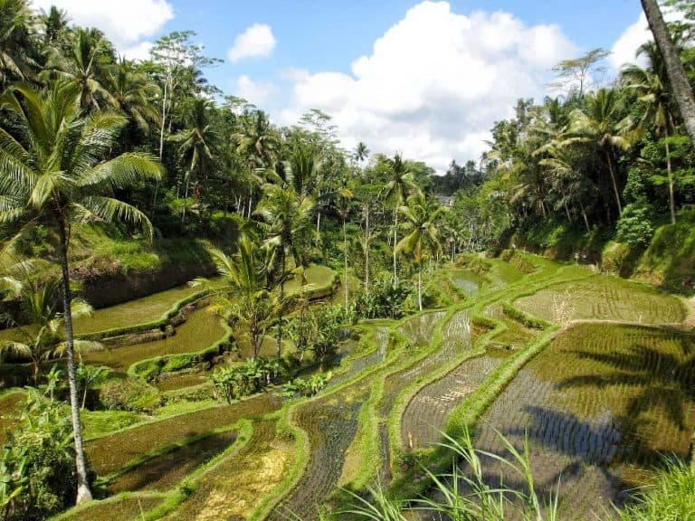 Things to Do in Ubud: Top Attractions & Places to Visit