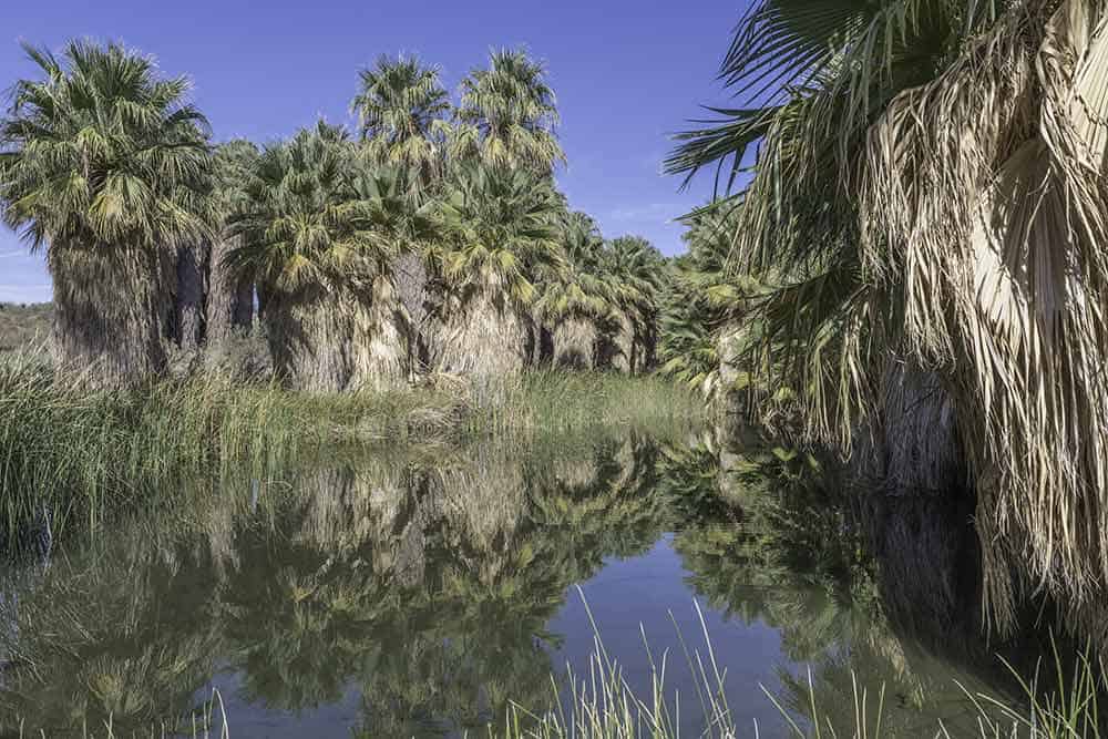 Thousand Palms Oasis Preserve