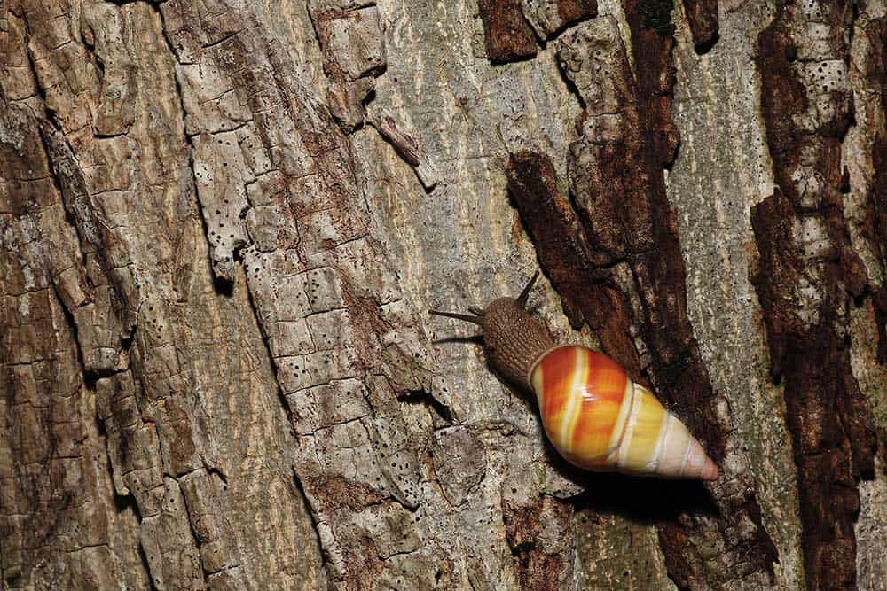 Tree Snail at Dagny Johnson Key Largo Hammock Botanical State Park