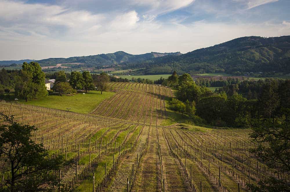Vineyards in Willamette Valley